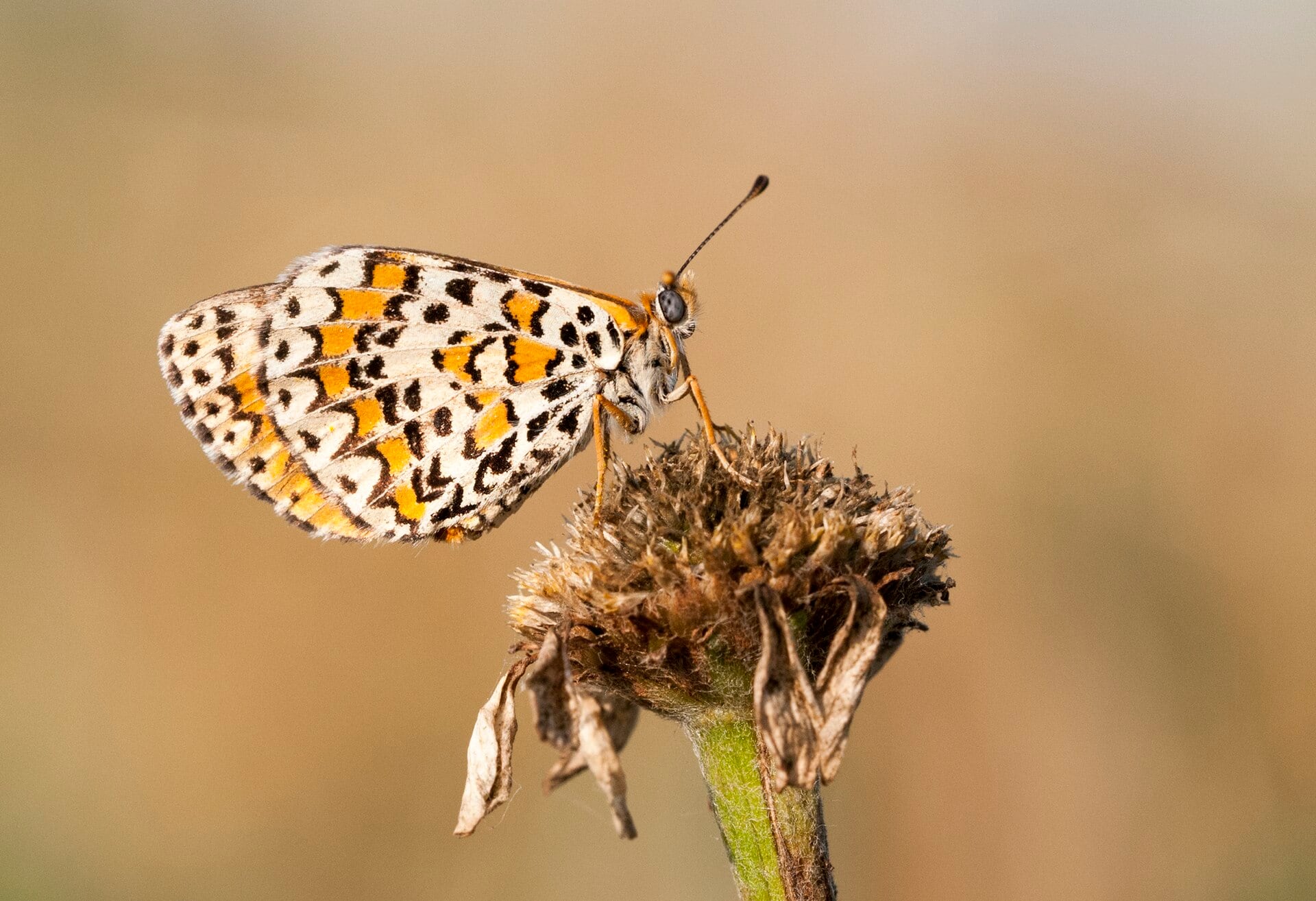 Mariposa doncella modesta (Melitaea trivia), afectada por el cambio climático y la transformación de su hábitat. (Zeynel Cebeci/Wikimedia Commons)