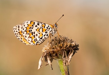 Mariposa doncella modesta (Melitaea trivia), afectada por el cambio climático y la transformación de su hábitat. (Zeynel Cebeci/Wikimedia Commons)