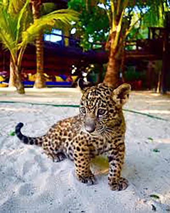 Los turistas aman tomarse fotografías