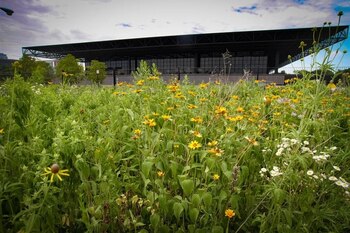 Casi mil aves migratorias murieron