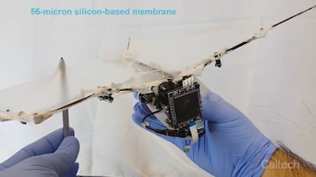 El equipo internacional liderado por