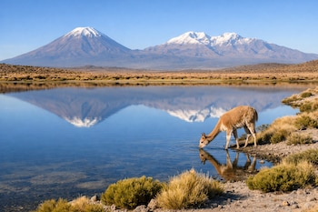 Laguna con una vicuña bebiendo en la orilla, pastizales secos, arbustos verdes y dos volcanes nevados reflejados en el agua bajo un cielo azul claro.