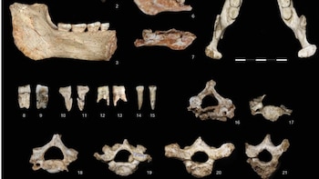 Hallan en Marruecos restos de