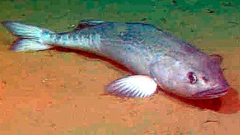 El bacalao noruego es protagonista