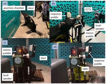 Cuatro fotografías de un lobo marino en una sala acústica con paneles, altavoces, cámaras de vigilancia y pulsadores de prueba