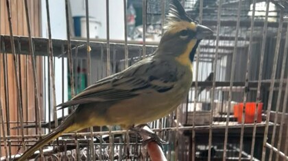 Rescataron más de 70 aves que estaban cautivas en Córdoba