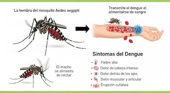 Infografía mostrando una hembra y un macho de mosquito Aedes aegypti, la transmisión del dengue al brazo humano y una lista de sus síntomas.