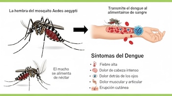 Nueve fallecimientos y una incidencia en aumento marcan la evolución del dengue en Panamá