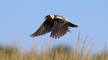 Ave de plumaje negro, blanco y amarillo que vuela con las alas extendidas sobre hierbas altas y un cielo azul.