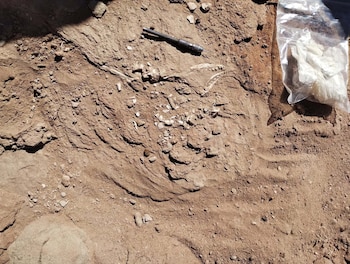 Descubren en río negro un nuevo cocodrilo carnívoro terrestre que convivió con los dinosaurios