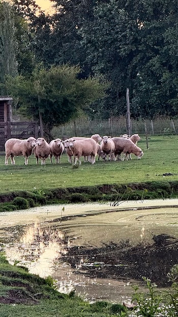 Ovejas son solo algunos de