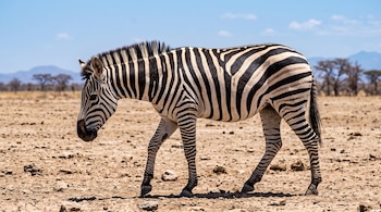 Una cebra de rayas negras y blancas camina de perfil sobre un terreno árido y rocoso bajo un cielo azul.