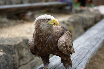 Pigargo europeo. (Flocci Nivis/Wikimedia Commons)