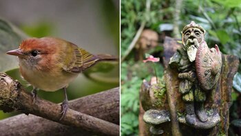 Avistamiento de aves e historias