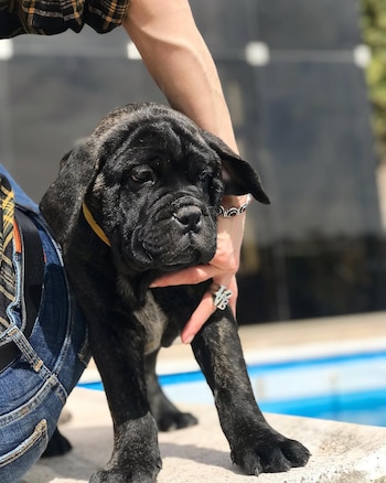 Apollo llegó a la casa