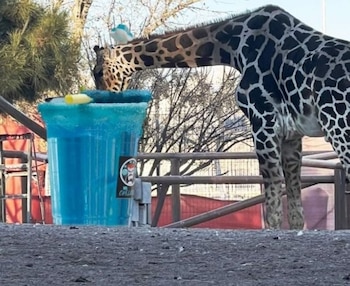 La creatividad de los internautas