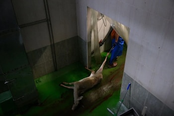 Imágenes del matadero de Segovia denunciado por una organización animalista. (Igualdad Animal)