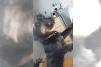 Milo robó la dentadura de