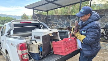 Incendios forestales en Cundinamarca ha afectado también a los animales: un mono nocturno lucha por recuperarse confirmó la CAR