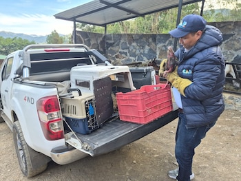 Un mono nocturno permanece bajo cuidado especializado en el Centro de Atención y Valoración de Fauna Silvestre de Tocaima - crédito Car Cundinamarca