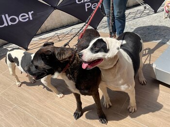 Varios de los invitados fueron