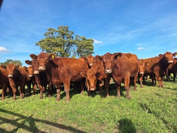 Silvana y Waldo crían Angus