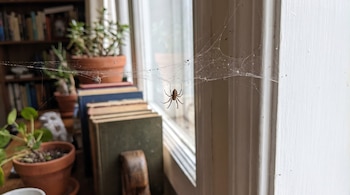 Una araña parda cuelga de una telaraña. Al fondo se ven libros en un estante, plantas en macetas y un marco de ventana blanco.
