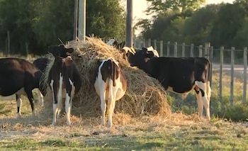 Falta de alimentación y de