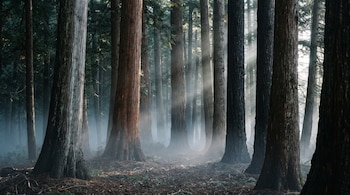 Bosque con árboles de troncos variados, niebla densa a ras del suelo y rayos de luz que se filtran entre los árboles desde la parte superior.