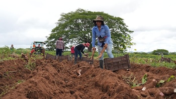 Honduras refuerza reservas de frijol y prepara más producción ante riesgo de desabastecimiento