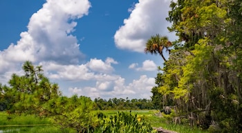 Paisaje natural con un cielo azul y nubes blancas, árboles altos, palmeras, vegetación verde exuberante y un cuerpo de agua