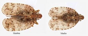 Especie de chicharritas descubierta en