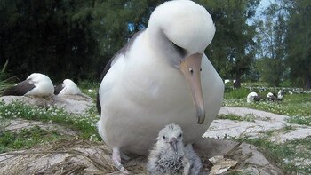Wisdom, el ave silvestre más