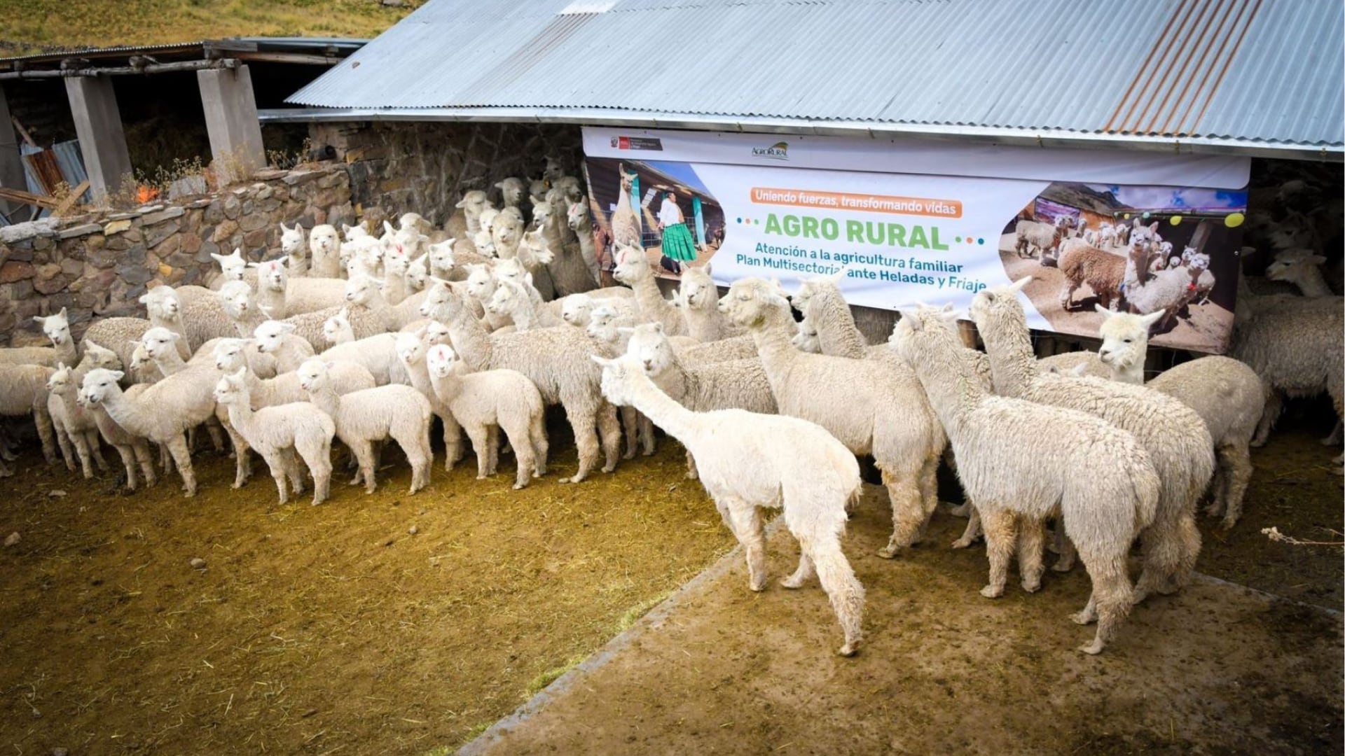 Producción agraria y ganadera de Ayacucho recibe refuerzo del Midagri ante heladas. (Foto: Agencia Andina)