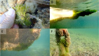 Presencia del alga invasora 'Batophora occidentalis' en Estany des Peix, Formentera. (Andrea Antón/IMEDEA)
