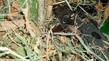 El arma descartada en el