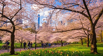 Personas pasean y montan bicicleta entre árboles de cerezo en flor y tulipanes en Central Park, Nueva York.