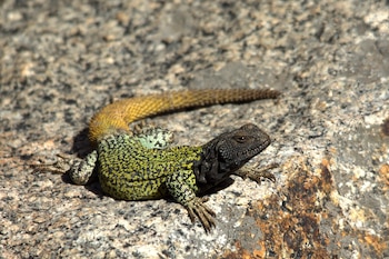 Los lagartos cola de piche