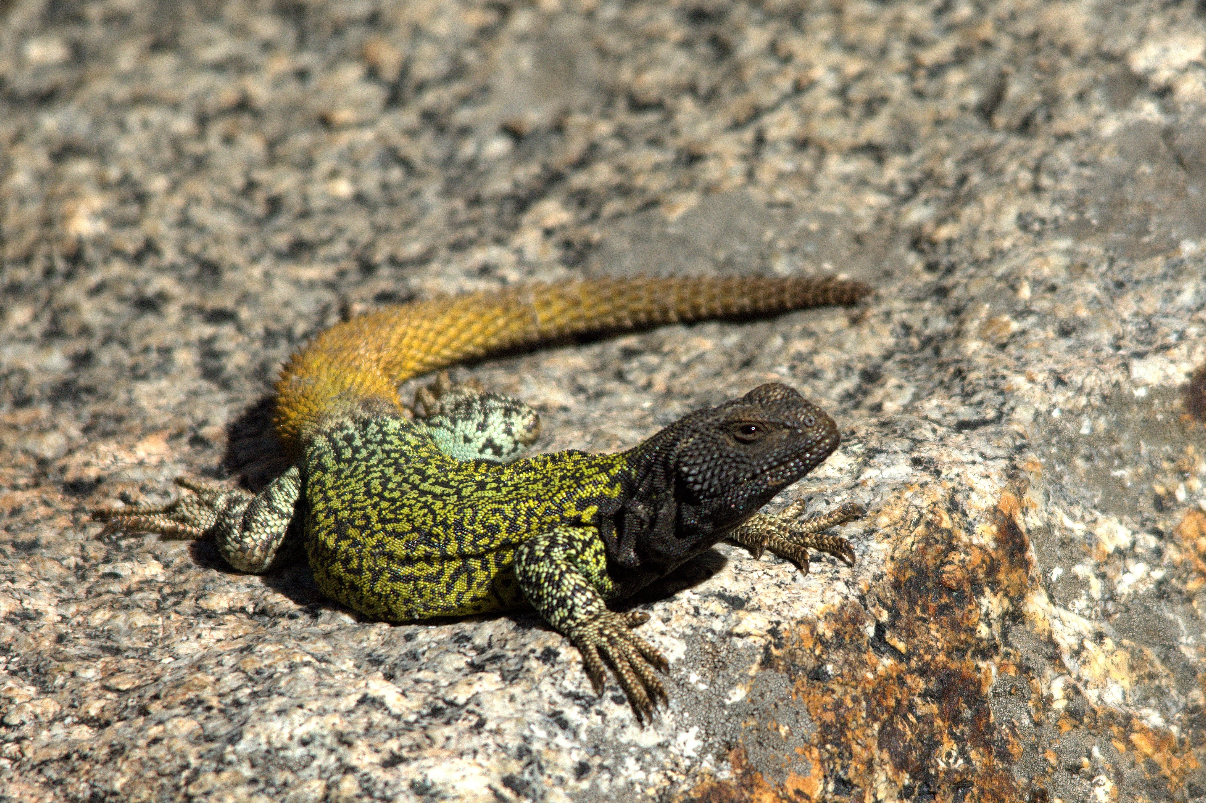 En escenarios de altas emisiones, más del 75% de las especies amenazadas de Sudamérica se enfrenta a una pérdida de hábitat por fuego./Archivo Sergio Aguirre