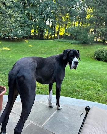 Un Gran Danés negro con hocico y patas blancas, de pie sobre un patio de losas, mirando hacia atrás. Detrás hay césped verde y un bosque