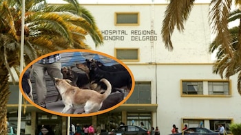Jauría de perros ataca a hombre que volvía del cementerio y lo deja gravemente herido en Arequipa