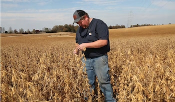 Las cuentas del farmer no