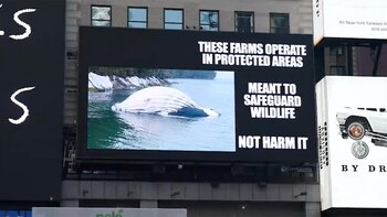 Las ballenas jorobadas muertas en