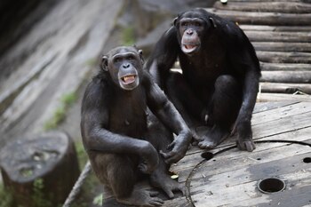Los chimpancés dejaron el Ecoparque