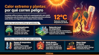 Infografía con título sobre calor extremo y plantas. Muestra un sol, una planta marchita en llamas con termómetro, un árbol, una ciudad, dos termómetros y una planta en maceta.