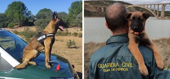 Dos de los perros del