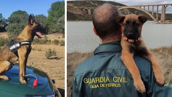 Los mejores olfatos de la