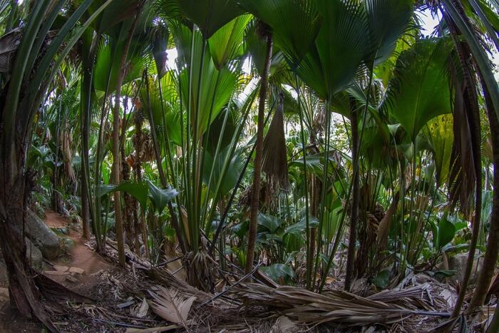 Palmeras de coco de mer. (New Phytologist Foundation)