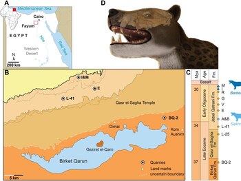 Anatomía del Bastetodon syrtos