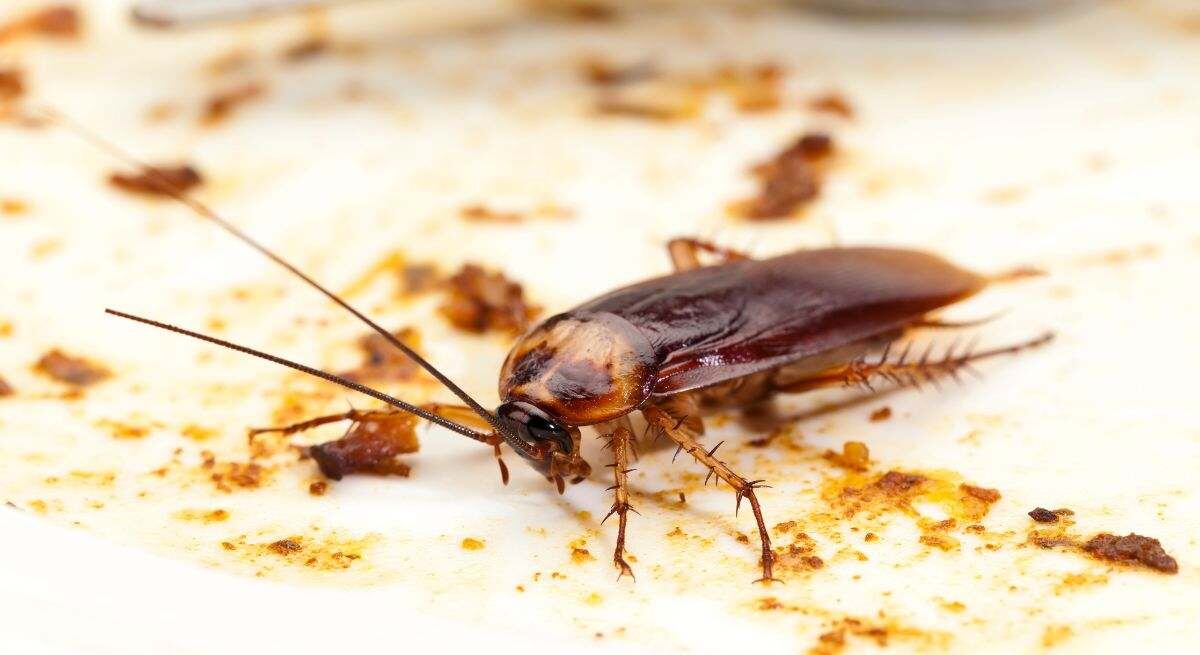 Cómo preparar y usar el cebo casero contra las cucarachas crédito Freepik